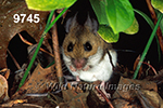 Peromyscus-leucopus